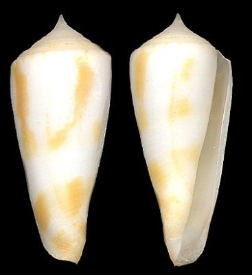  p>朴裴芋螺是一种新腹足目,芋螺科类生物,螺壳尺寸20 - 35 mm.