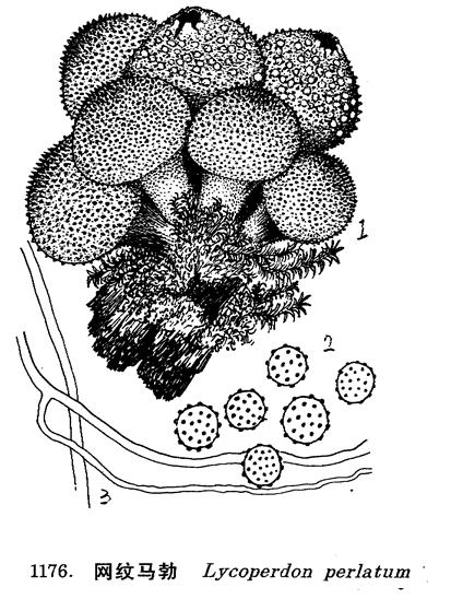  p> a target="_blank" href="/item/网纹马勃/1494457" data-lemmaid