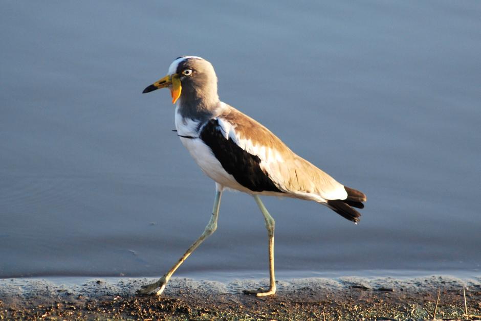  p>白头麦鸡(学名:vanellus albiceps)属于中型 a target="_blank"