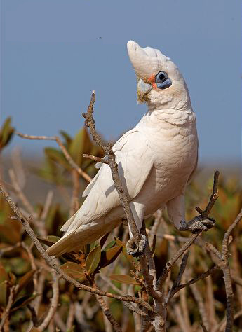  p>小凤头鹦鹉(学名 : i>cacatua sanguinea /i>)是 a href="#">鹦形