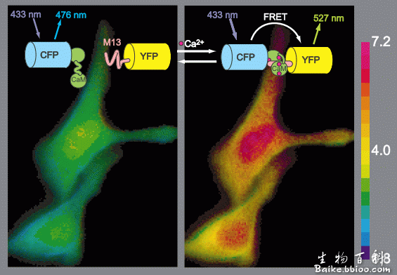 荧光能量共振转移