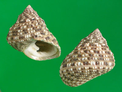  p>钟螺科(学名:trochidae)也称 a href="#" data-lemmaid="3024377">