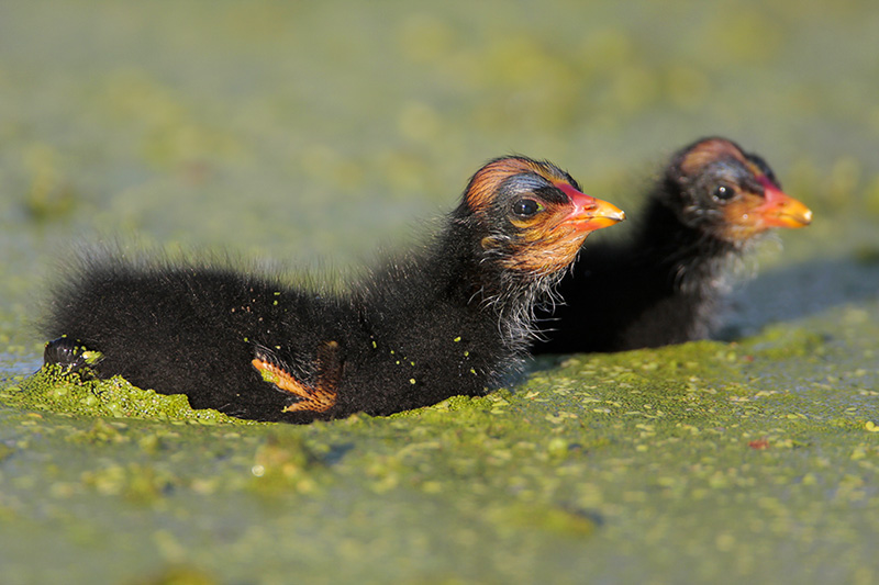 id="2349348">鹤形目 /a> a target="_blank" href="/item/秧鸡科