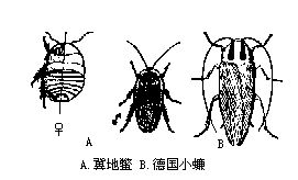节肢动物门