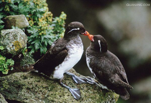  p>鴴形目(charadriiformes) a target="_blank" href="/item/海雀科