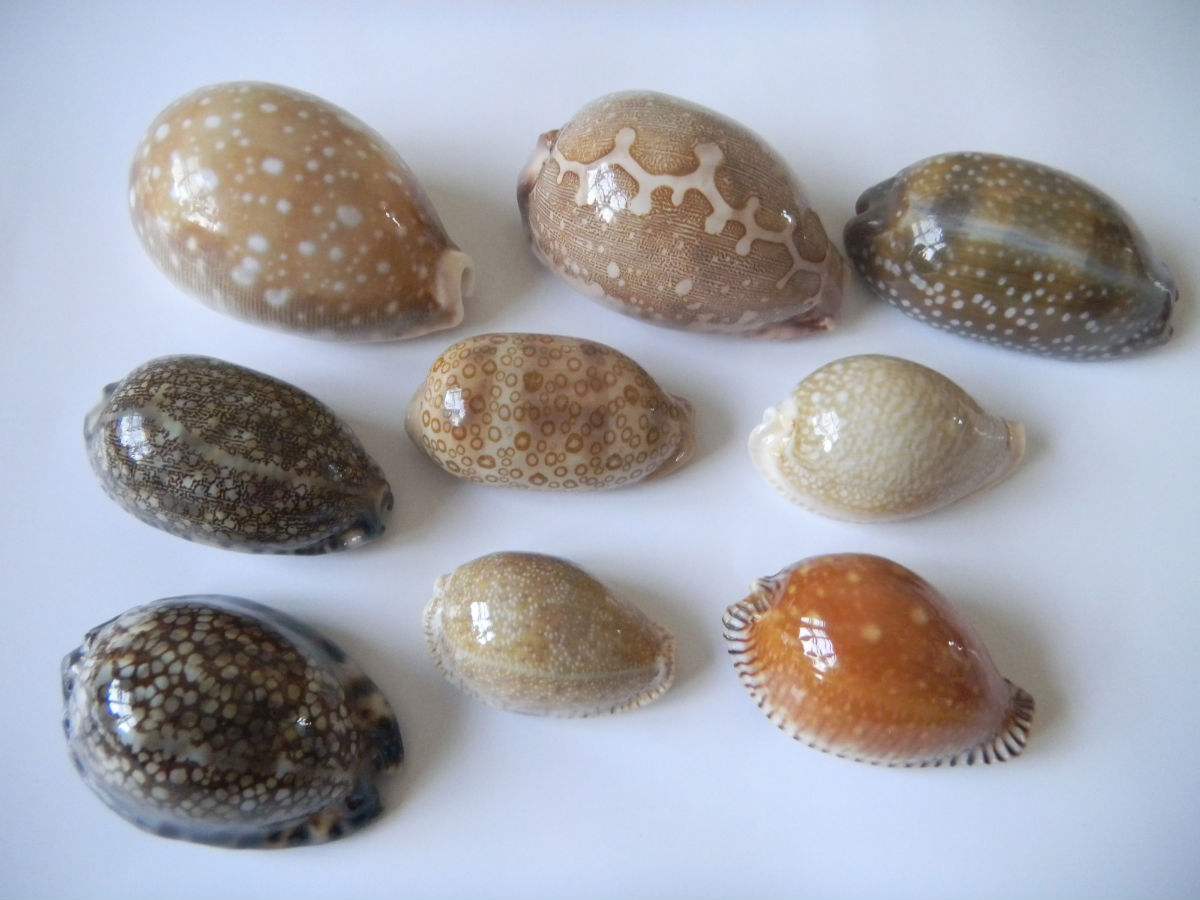 索马里中华宝螺