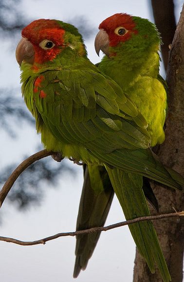  p>红面具锥尾鹦鹉(学名:aratinga erythrogenys)是典型的 a href="#"