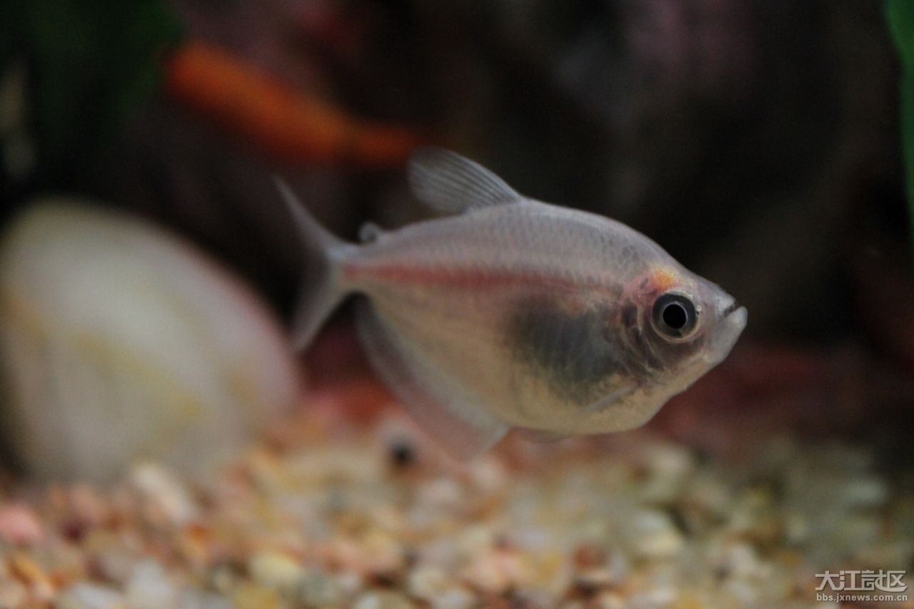  p>彩裙鱼又名灯火鱼,是 a href="#" data-lemmaid="1532985">黑裙鱼 