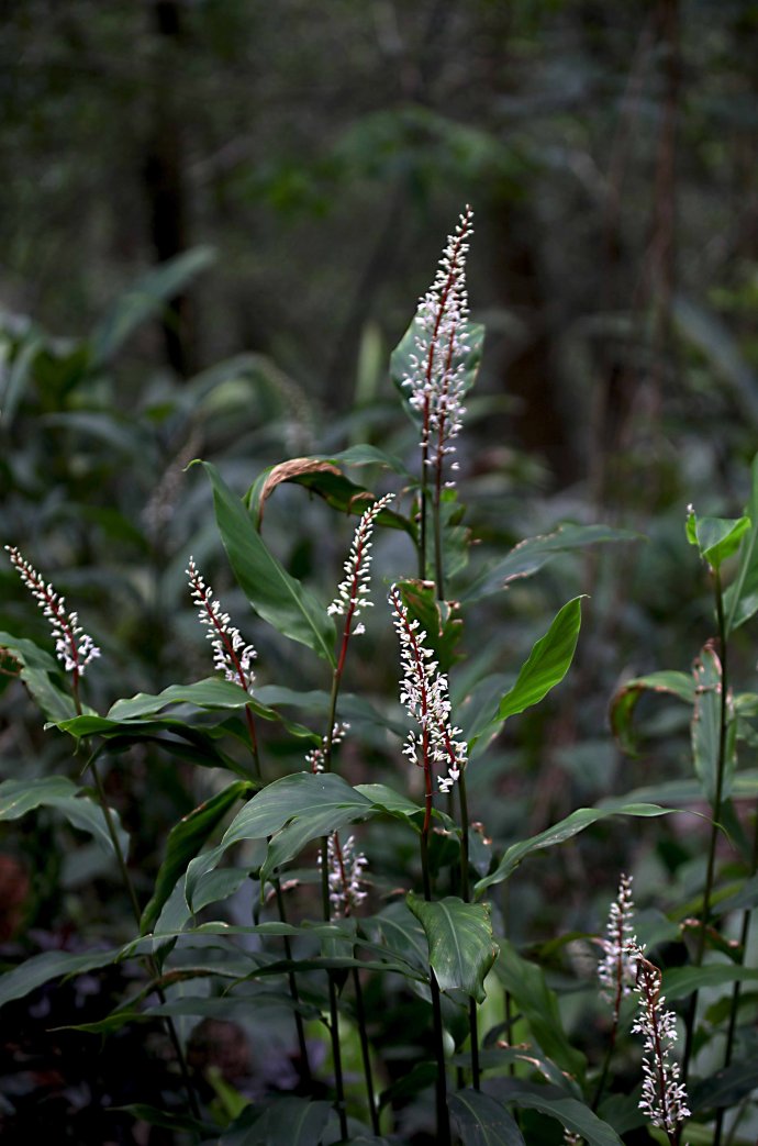  p>光叶山姜( a href="#" data-lemmaid="8074290">学名 /a>: i>