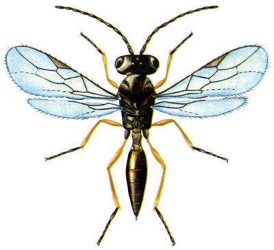 辽宁西柳松毛虫赤眼蜂