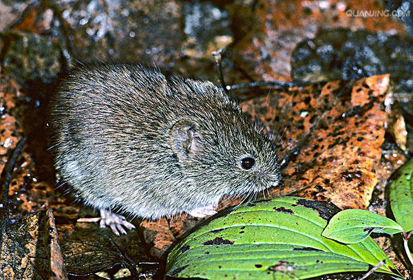 普通田鼠(普通田鼠的寿命1)