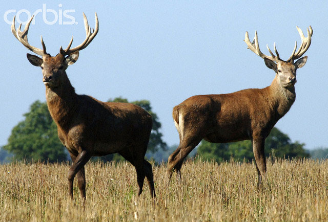 target="_blank" href="/item/脊索动物门/3516708" data-lemmaid="