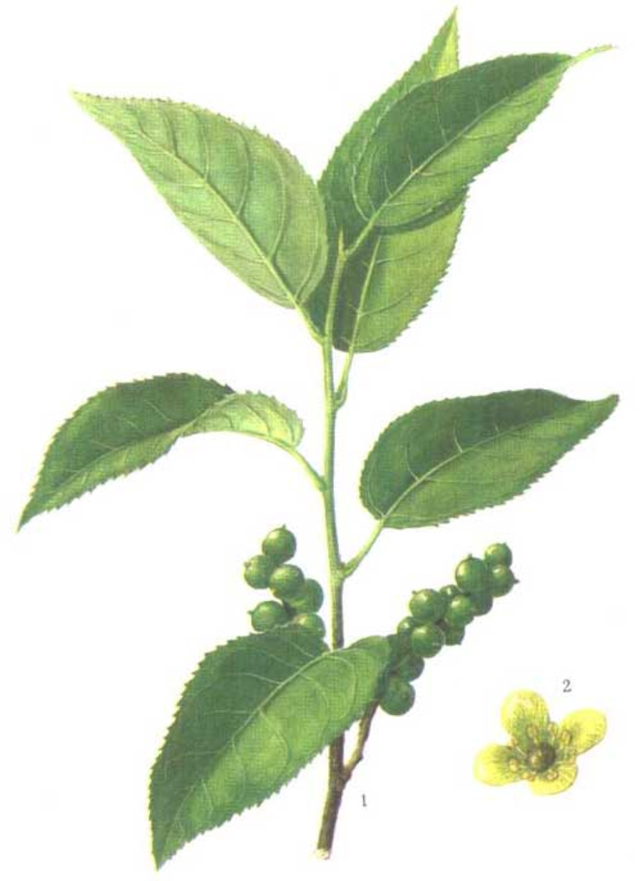 uraceae)是 a target="_blank" href="/item/侧膜胎座目/355216" data