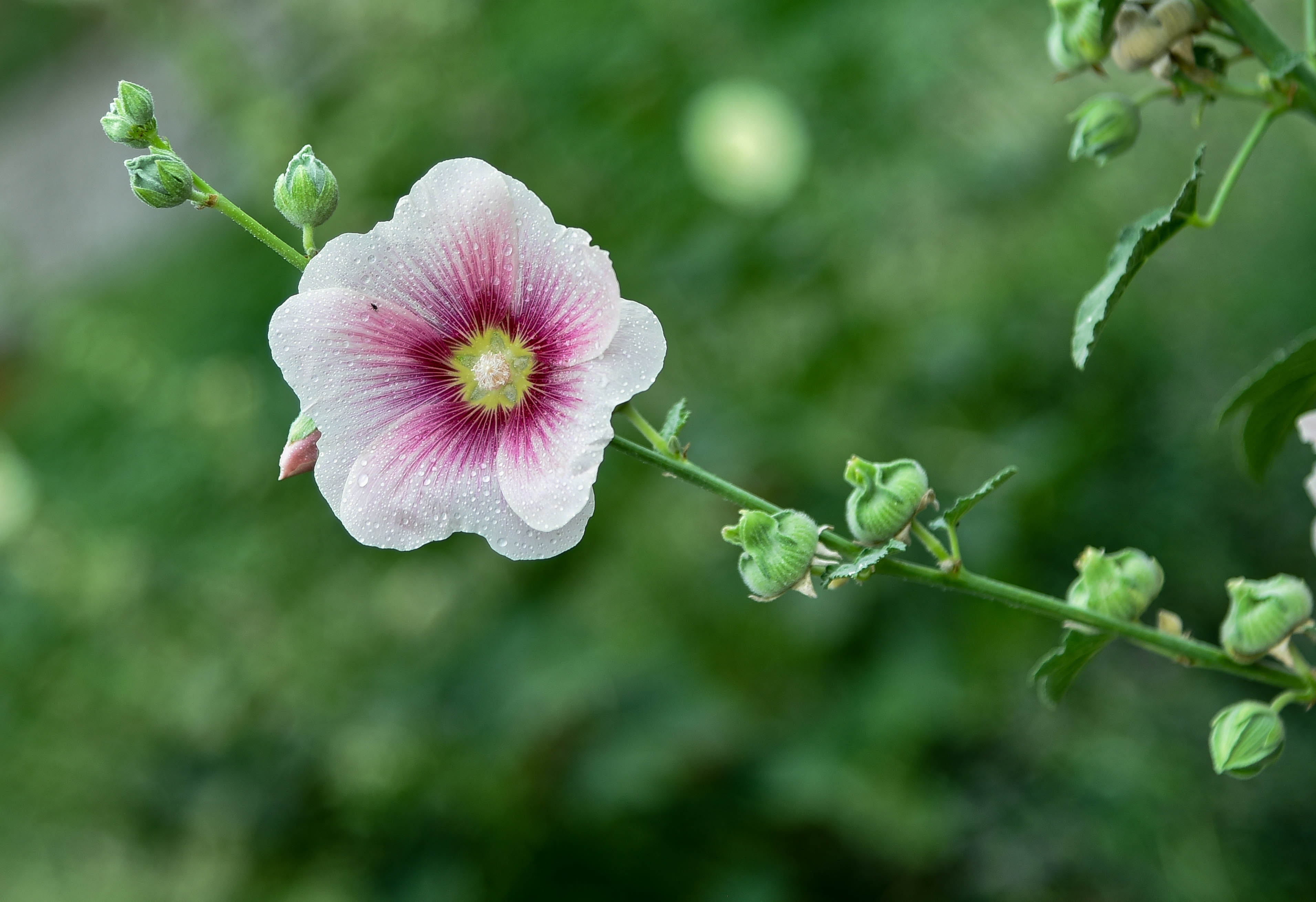  p>蜀葵(学名: i>althaea rosea  /i>(linn.) cavan.