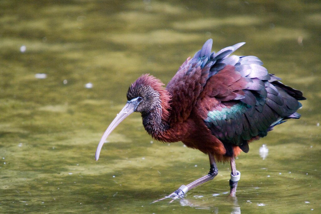  p>鹮科(学名: i>threskiorothidae /i>)是鹈形目的一科,朱鹭科.