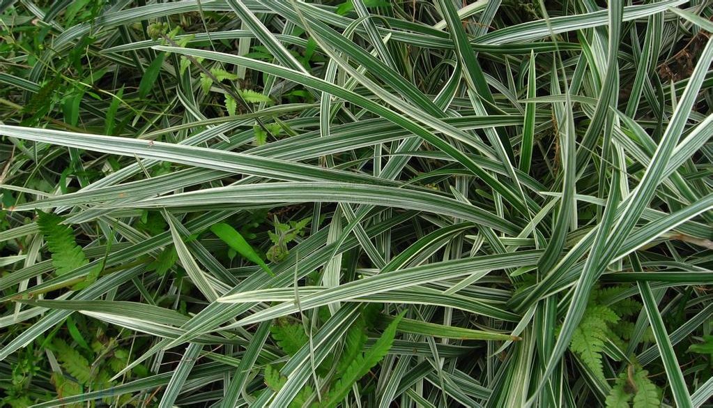  p>沿阶草(学名: i>ophiopogon bodinieri  /i>levl.)百合科草本.