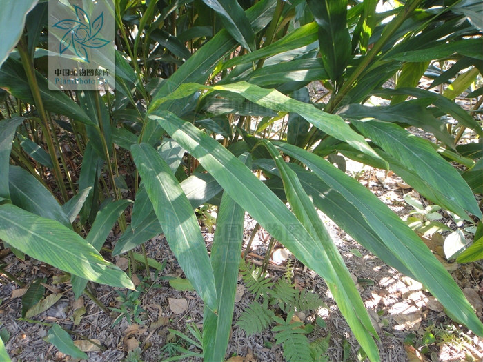  p>海南山姜( a target="_blank" href="/item/学名/8074290" data