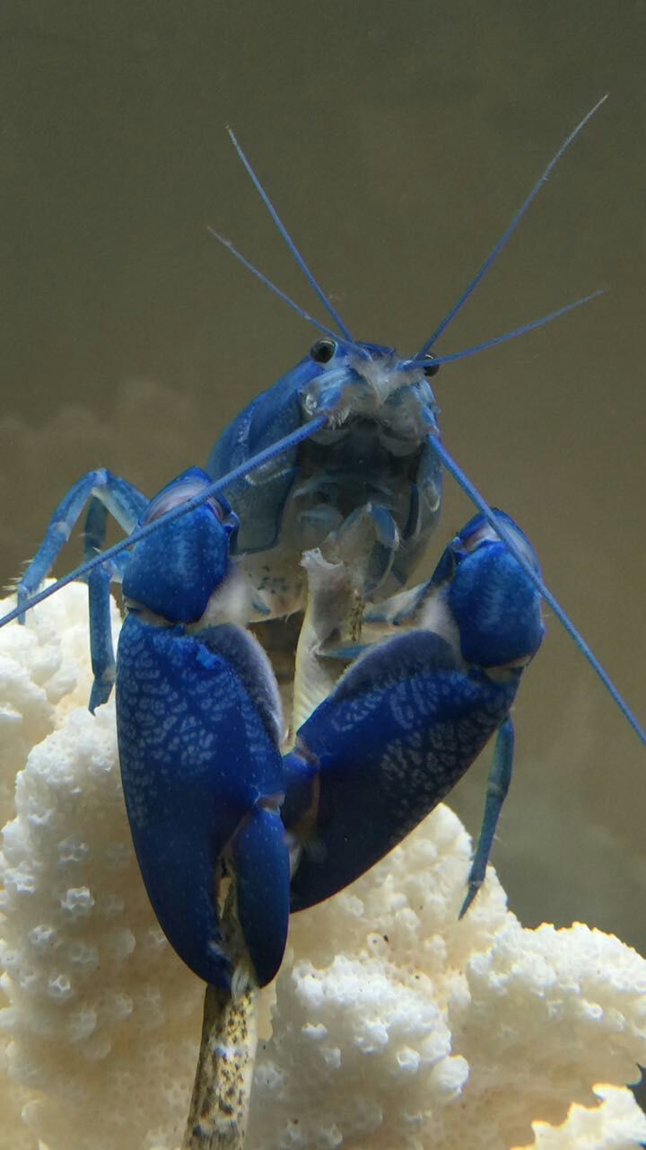  p>蓝魔虾一词,最早是定位佛罗里达的蓝色型美国螯虾,后来是进口商对