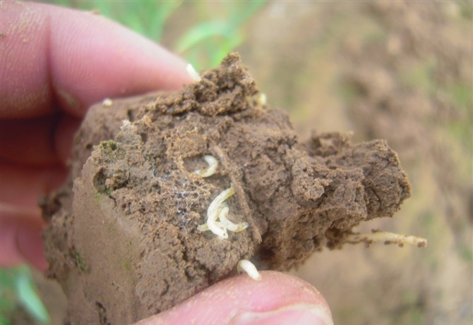 又称根蛆.分布在各国,危害作物种类多.