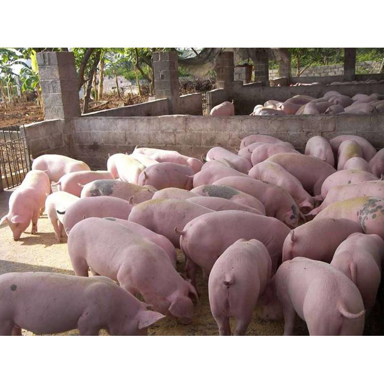  p>大白猪又称为 a target="_blank" href="/i