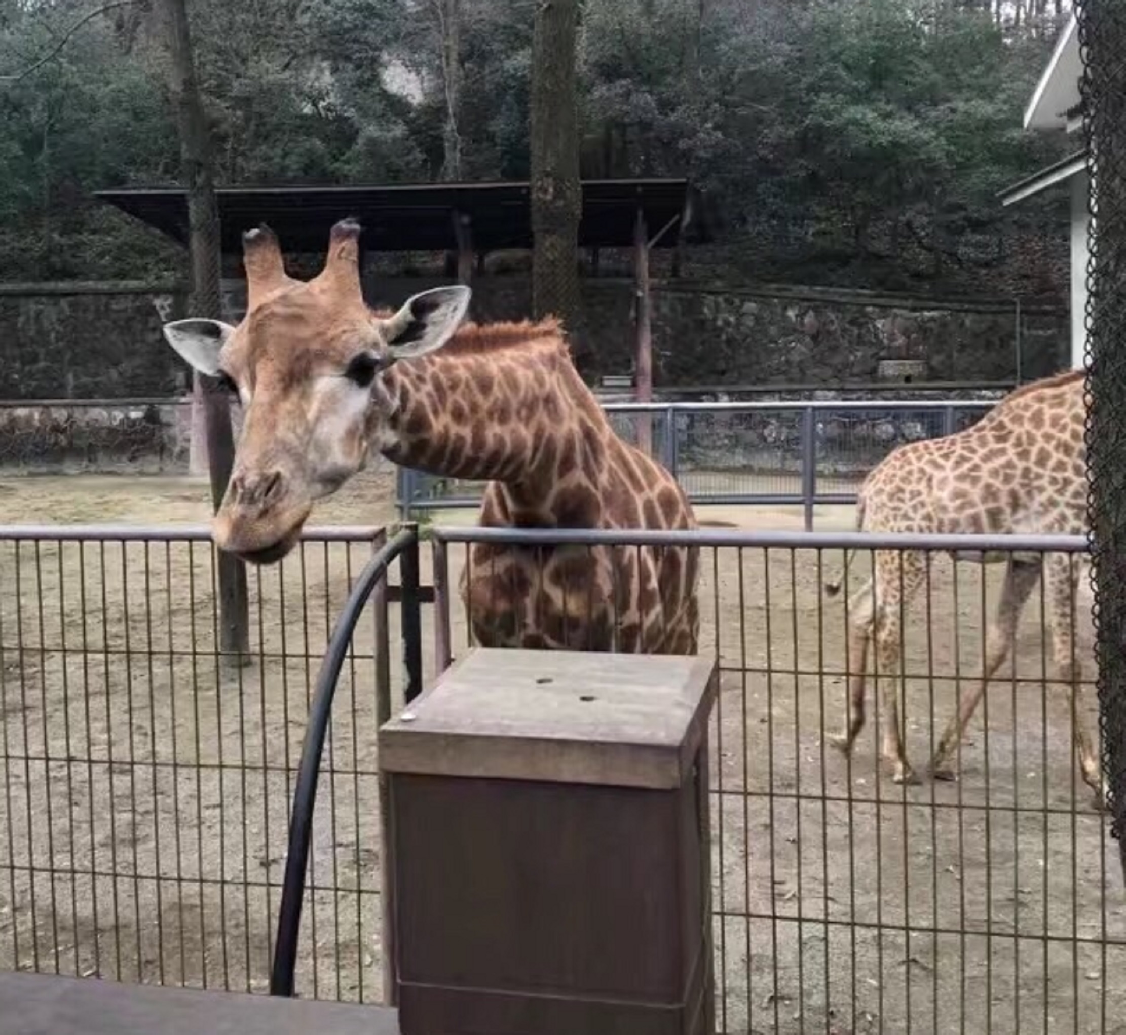  p>杭州动物园成立于1958年,原址位于杭州市上城区南山路 a target="