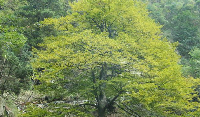  p>台湾水青冈(学名: i>fagus hayatae /i> palib.