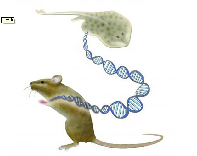  p>附肢,是指 a target="_blank" href="/item/动物/216062" data