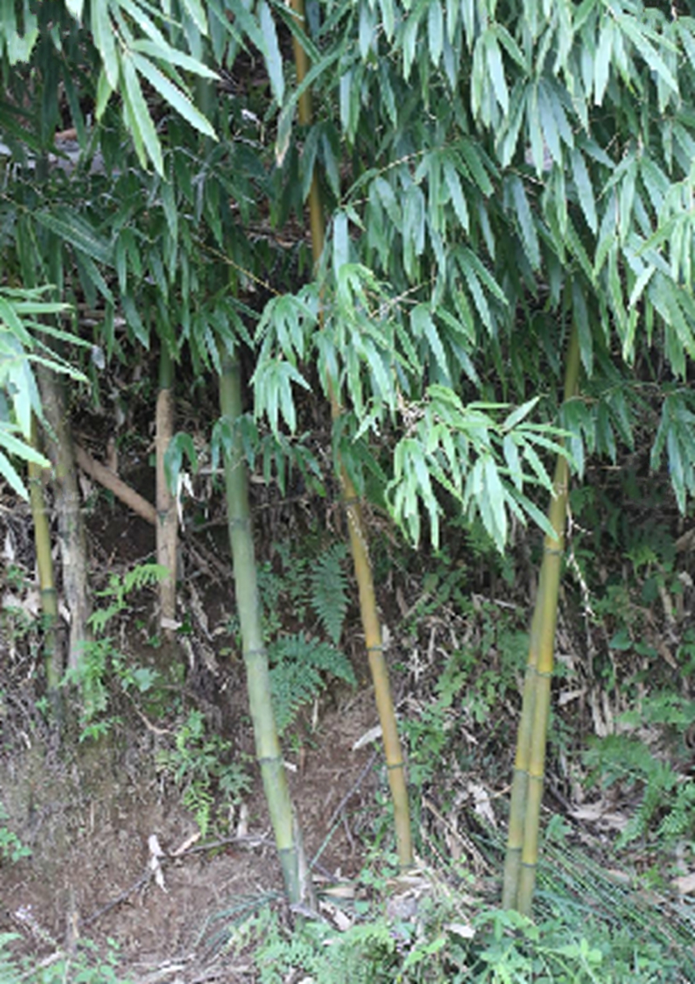  p>台湾桂竹(学名: i>phyllostachys makinoi  /i>hayata)是 a>禾本科