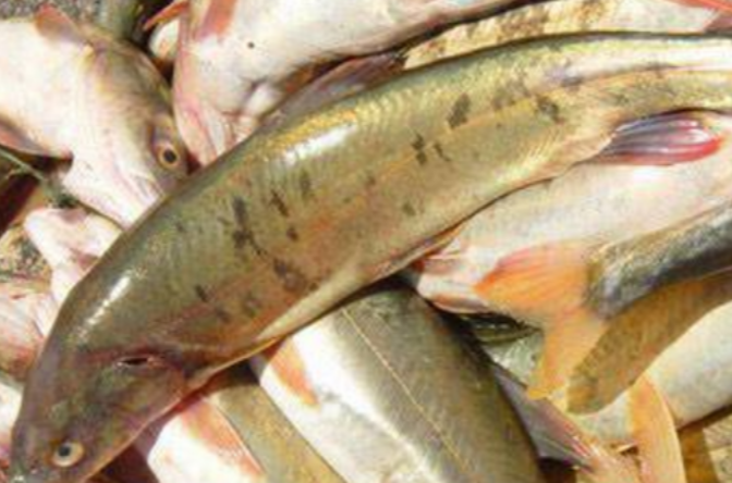  p>高原裸鲤(学名:gymnocypris waddelli)是属于 a href="#" data