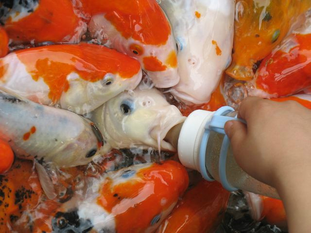 这种会吃奶嘴的鱼,是原产 a target="_blank" href="/item/日本