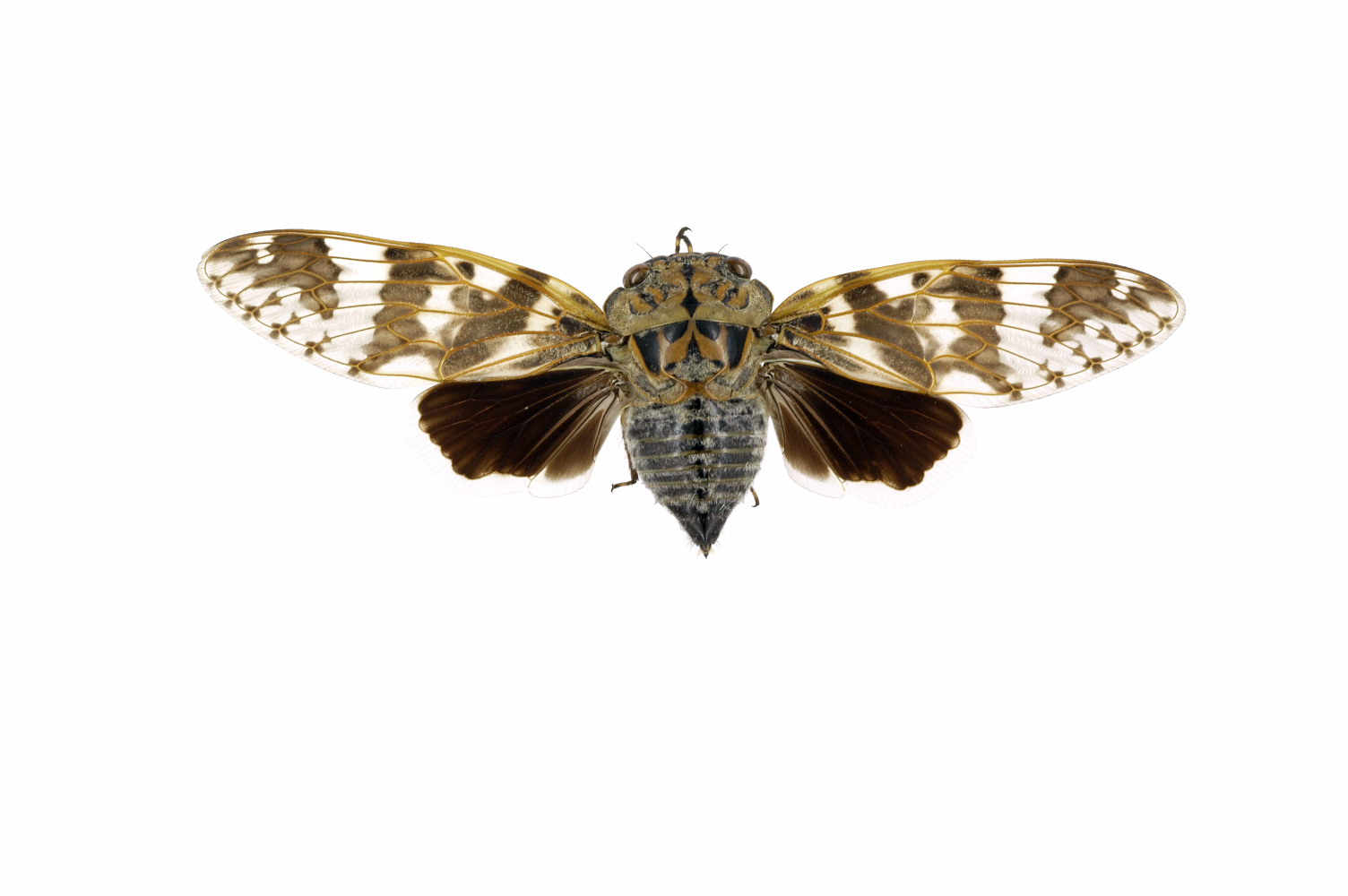  p>蟪蛄(platypleura kaempferi)(汉语拼音:huì gū) 又名"知了",  a