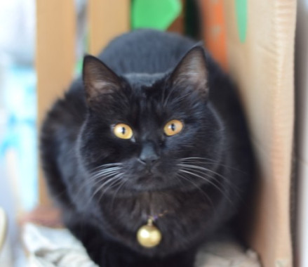 玄猫_百度百科