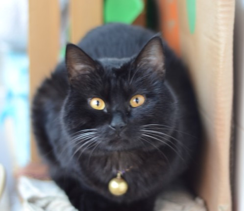 玄猫_百度百科