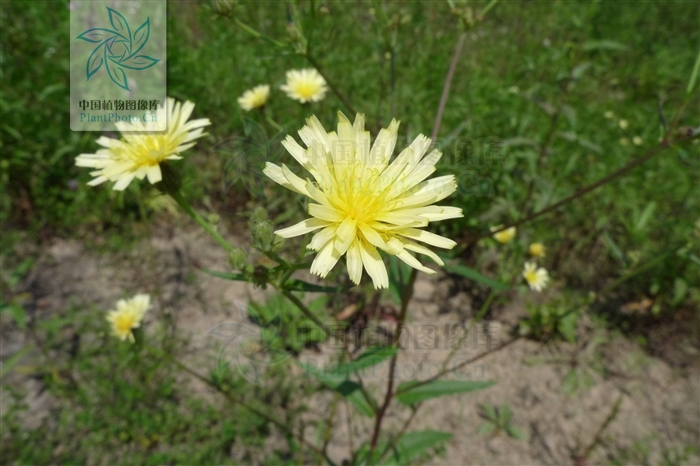  p>日本毛连菜(学名: i>picris japonica /i> thunb.