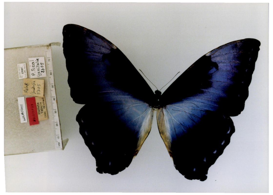  p>月神闪蝶指名亚种, i>morpho cisseis cisseis  /i>(felder &amp