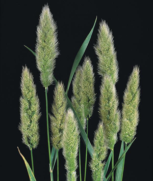  p>金丝雀虉草是一种 a target="_blank" href="/item/谷类作物