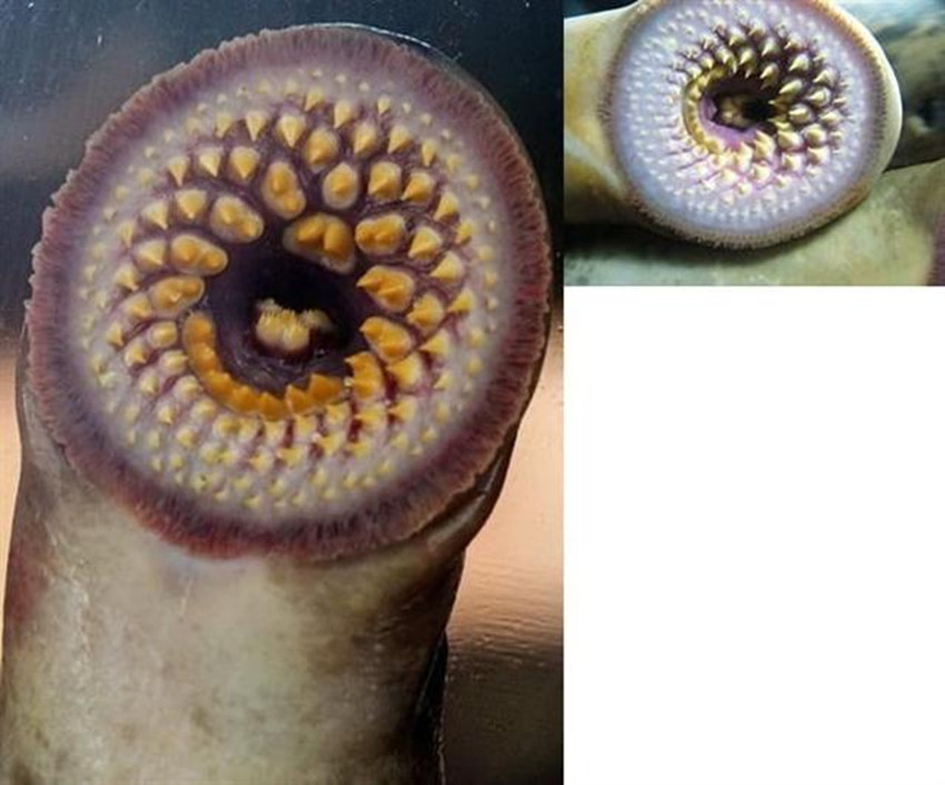  p>东北七鳃鳗,别名七星子.