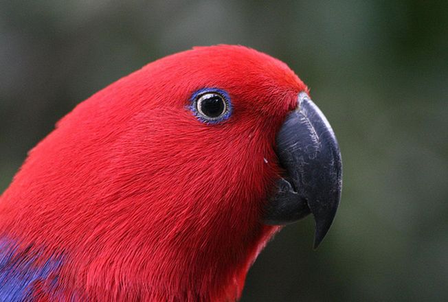  p>折衷鹦鹉(学名:eclectus roratus),又名红胁绿鹦鹉,它的名称"折衷"