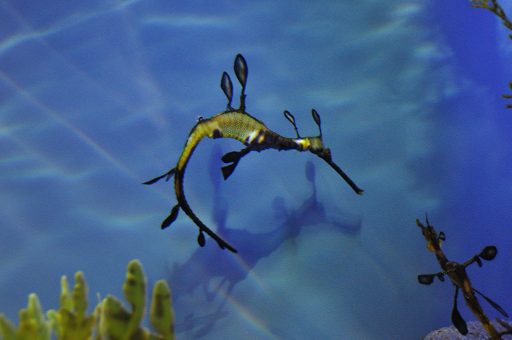  p>草海龙(学名: i>phyllopteryx taeniolatus /i>),是海龙科,叶海马