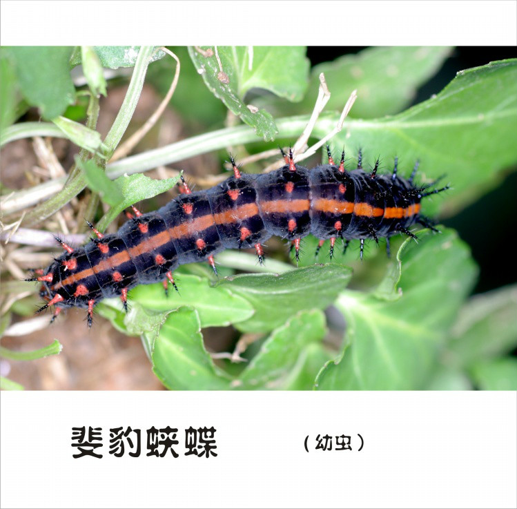  p>斐豹蛱蝶,鳞翅目, a href="#" data-lemmaid="3176375">蛱蝶科 /a>