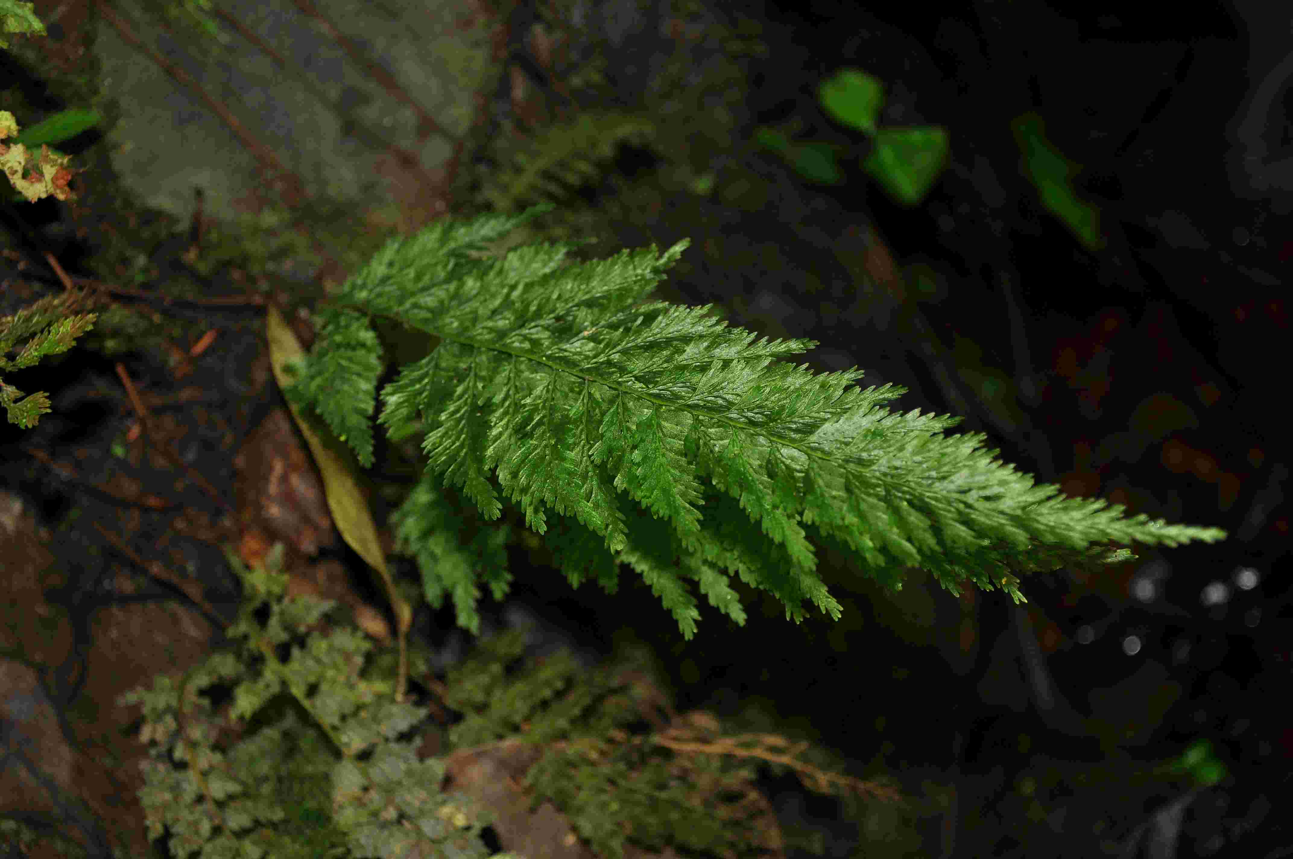  p>大叶瓶蕨,大形附生植物,植株高40-60厘米.