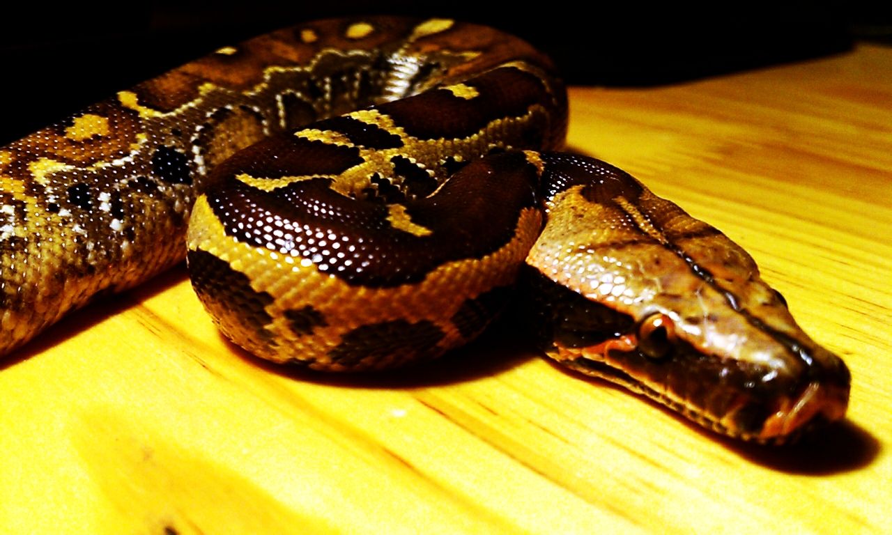  p>血蟒(学名:python curtus)是 a href="#">蛇亚目 /a> a href="#">