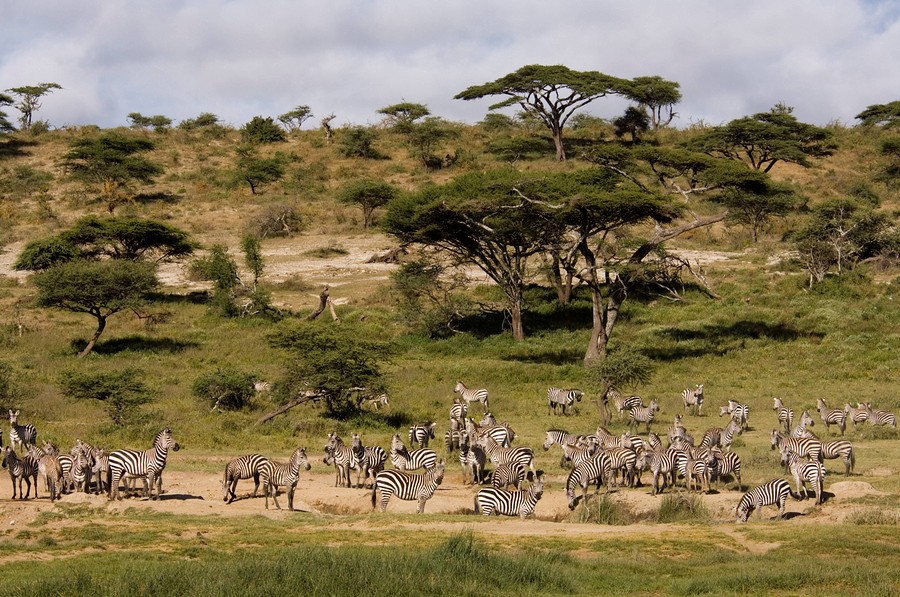  p>坦桑尼亚联合共和国(英文:the united republic of tanzania),简称
