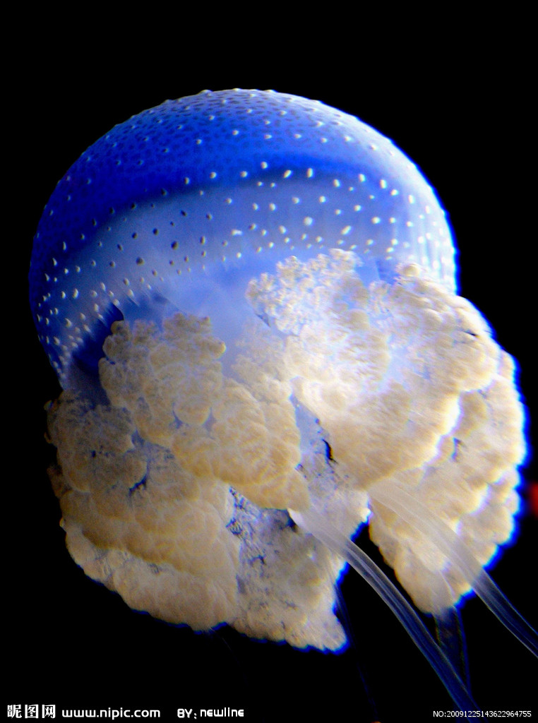  p>氰水母也叫 a target="_blank" href="/item/狮鬃水母/1523118"