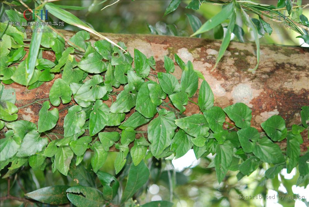 是胡椒科,胡椒属藤本灌木;茎,枝有膨大的节,揉之有香气;维管束外面的