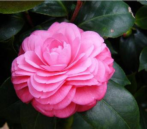  p>粉丹:福建别名—— a href="#" data-lemmaid="6533124">五色赤丹 