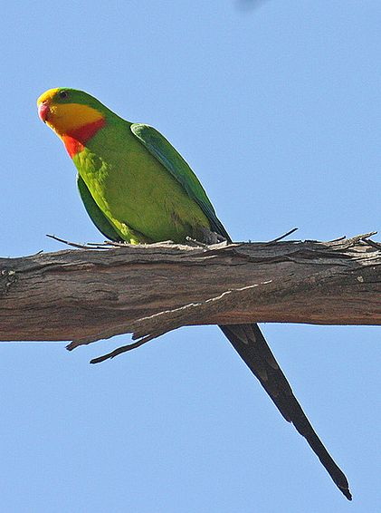  p>超级鹦鹉(学名:polytelis swainsonii)是典型的 a href="#" data