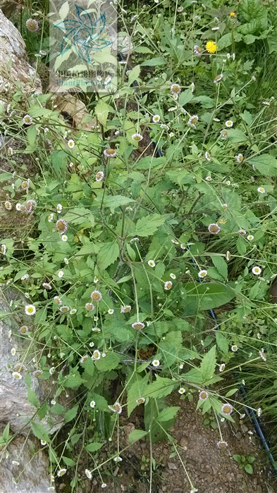  p>粘冠草( a href="#" data-lemmaid="8074290">学名 /a>: i>myriact