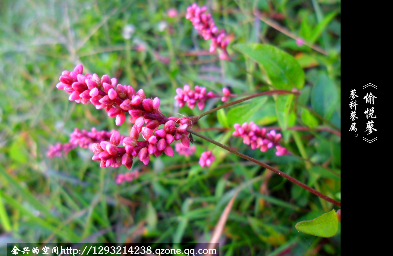  p>愉悦蓼,是 a data-lemmaid="10130404">蓼属 /a>野生植物,生于山坡