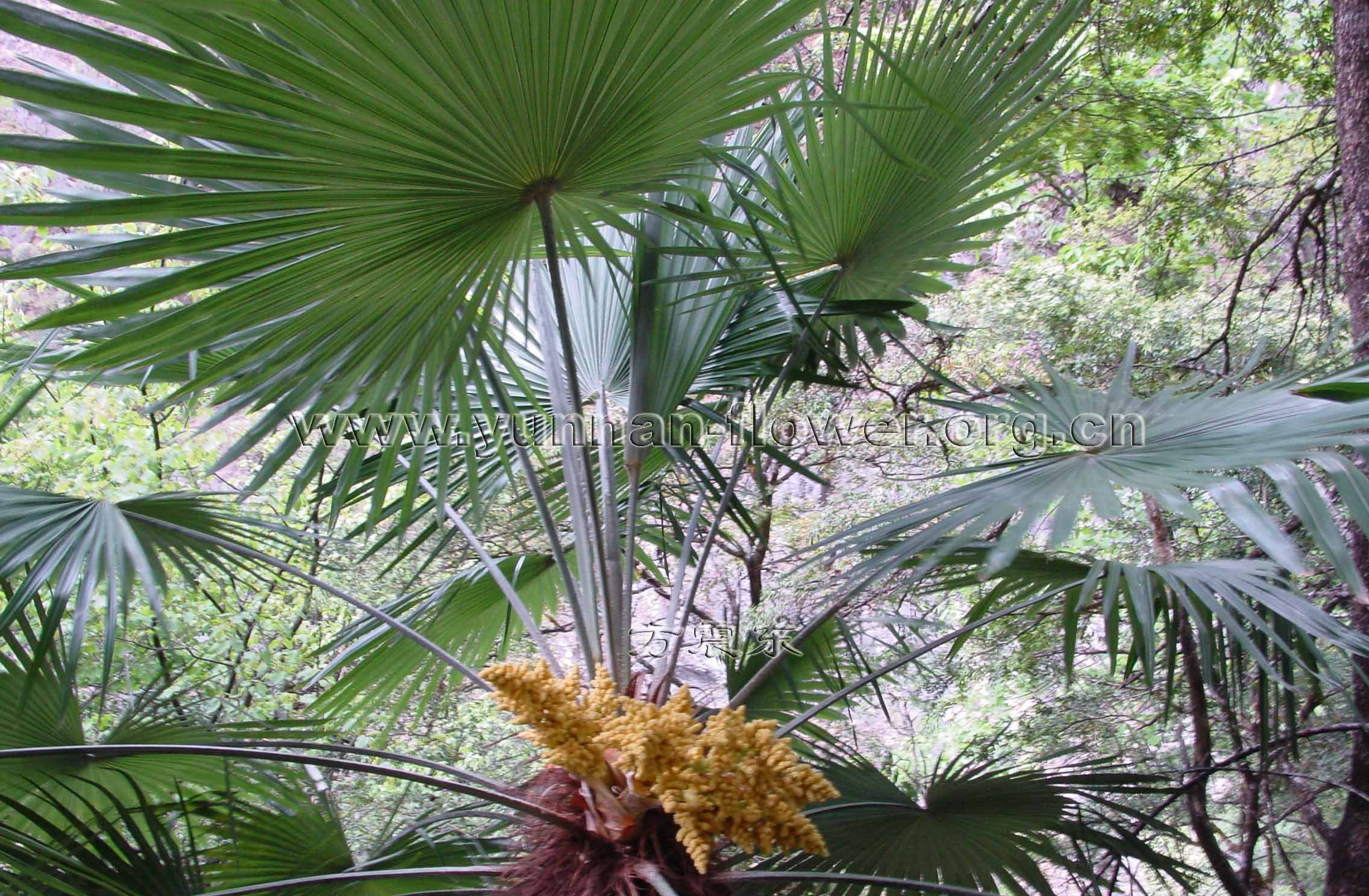  p>山棕榈,拉丁学名:trachycarpus martianus (wall.) h.